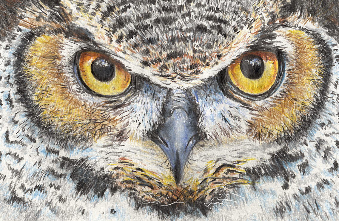 Owl painting video